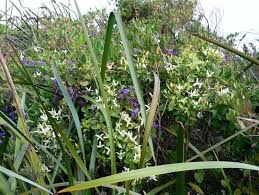 Espesye sa tanom nga bulak ang clematis pubescens. Common Clematis Exploroz Wildflowers
