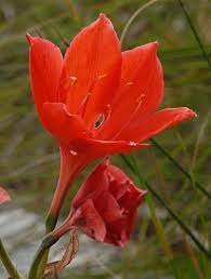 Image result for Cyrtanthus mackenii