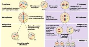 Mitosis Vs Meiosis