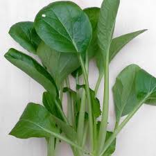 Image result for Brassica rapa