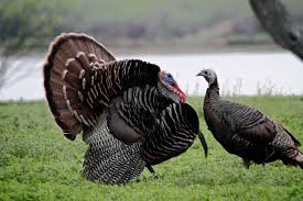 Free picture: pair, wild, turkey, birds, male, female, breeding, plumage,  meleagris gallopavo