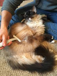 Matted cat fur matted hair raising kittens cat mat munchkin cat cat care tips cat behavior cat grooming cat breeds. Ragdoll Cats Get Matted Preventing And Treating Ragdoll Cats Mats