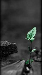 Check spelling or type a new query. 100 Splash B W Green Ideas In 2021 Color Splash Black White Photos Splash