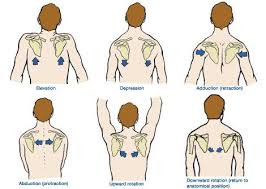Correct Cues For Scapular Motion Scapula Kinesiology Scapula Exercises