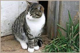 I currently have an orange tabby named milo. Tabby Cat Personality Tabby Cat Cat Personalities Cats