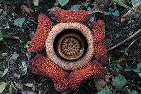 Even the smallest species has a diameter of 12 cm. Rafflesia Arnoldii Biggest Flower In The World This Isn Flickr