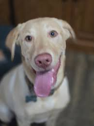 Dog boarding for poodle and cavalier mixes in Oshkosh