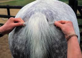 See more ideas about horse braiding, horse mane, horse hair. How To Plait Horse S Tail With Katie Jerram