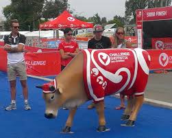 He is the first victorian country hour presenter to be based outside. Challenge Shepparton On Twitter Lmsiddall You Ll Have To Come Raceshepp And Check Out Our Mooving Art Cows Challengeroth1 Challenge Famil