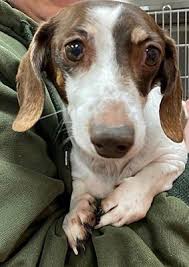Kentucky dachshund rescue saves dachshunds and other small breeds from euthanasia by providing food, medical care, love and time for them to find a forever home. Dallas Tx Dachshund Meet Isabella A Pet For Adoption Dachshund Adoption Pet Adoption Dachshund