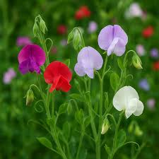 Image result for Lathyrus odoratus