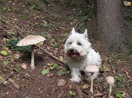 As you can see from that guide, if you. Mushroom Poisoning And Toxicity In Dogs Pets4homes