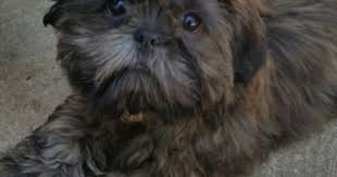 Shih Tzu Yorkie Mix Black And Brown Rocky Lott Rocky Is Brindle Www Gloryridge Com Shih Tzu Puppy Shih Tzu Puppy Snuggles