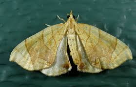 Image result for Laggera gracilis