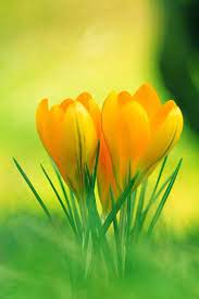 Yellow Crocus Flowers Yellow Flower Wallpaper Yellow Flowers Crocus Flower