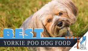 6 Best Yorkie Poo Dog Foods Plus Top Brands For Puppies
