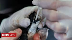 On saturday, israeli air force drones identified another possible oil spill, some 100 miles west of the northern israeli city of haifa. Israel Pollution Mayonnaise Helps Save Turtles Rescued From Oil Spill Heavyshift News
