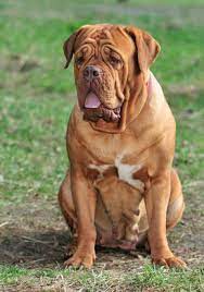 Erfahren sie hier alles wissenswerte. Bordeaux Dogge 2019 Charakter Wesen Hunde Fan De