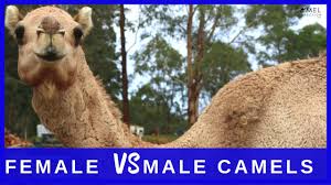 Ukade kambo class 8 hindi chapter summary. Female Vs Male Camels Which Is Better To Have Youtube