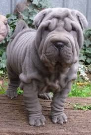 Judge Mental S Image Cute Animals Shar Pei Dog Shar Pei Puppies