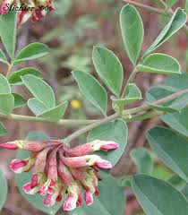 Image result for Crassocephalum ducis-aprutii