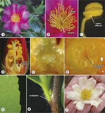 Image result for Polemoniaceae