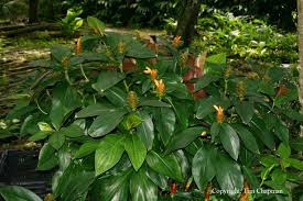 Image result for Costus