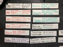 #2 a c t dna: B Dna And Protein Synthesis Biology With Mrs Mcgaffin