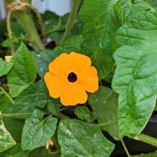Image result for Thunbergia crispa