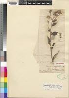 Image result for Erlangea