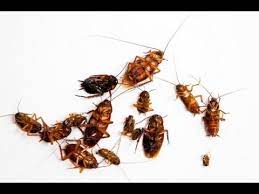 What do the best pest control websites have in common? Diy Home Pest Control Youtube