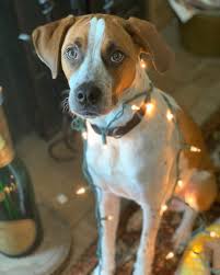 Cooper Theodore Joyce-Alberti (@cooper_thee_mix) • Instagram photos and  videos