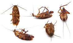 All this means that you should only hire the best pest control services in dubai, which can be done quickly and easily through servicemarket. 21 Pest Control In Dubai Ideas Pest Control Pests Pest Control Services