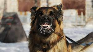 Check spelling or type a new query. Arti Mimpi Dikejar Anjing Benarkah Punya Beban Berat
