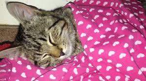 He is doing good with him, but i've noticed he does this weird noise to the cat. Kitten Smacking Her Lips Youtube
