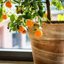 We've compiled a list of fruit trees that will do best if you put them outside during the warm months, but can definitely be grown indoors with proper care. Indoor Fruit Trees From Stark Bro S Indoor Fruit Trees For Sale