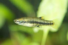 21 Small Freshwater Fish For Nano Tanks Aquariums