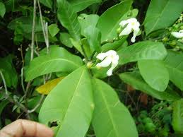 Image result for Voacanga