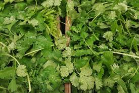 Cara nak bagi daun sup dan daun bawang segar. Daun Sup Vs Daun Ketumbar