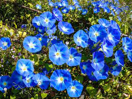 Apply a balanced liquid fertilizer after planting. Morning Glory Problems Common Diseases Of Morning Glory Vines