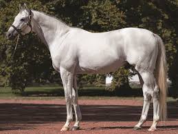 A new forest of native bristish trees, share your pictures of. Anchor Down Stallion Register Online