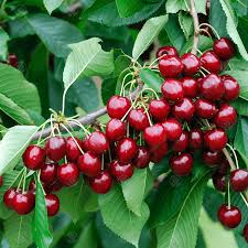 These reasons are to help the tree survive transplanting, to stimulate growth and to shape it so the root system can support the branches. Prunus Avium Stella Cooking Sweet Cherry Tree Fruit Tree 4 5ft
