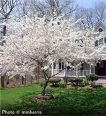 Yoshino Cherry Flowering Cherry Tree Yoshino Cherry Tree Flowering Trees