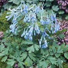 Image result for Corydalis