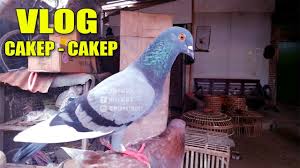 Mie burung dara mie kering pipih 140 gr. Grebek Penjual Burung Merpati Daerah Majenang Merpatiku Youtube