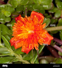 Image result for Portulaca kermesina