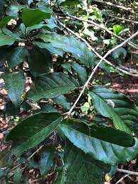 Image result for Lasiodiscus pervillei