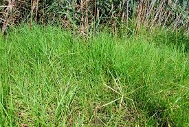 Image result for Cenchrus clandestinus