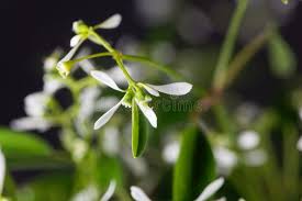 Image result for Euphorbia graminea