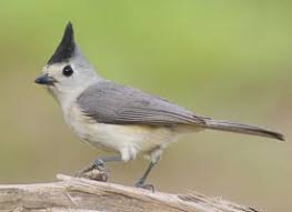 Backyard Birds Of East Texas Black Crested Titmouse Identification All About Birds Cornell Lab Of Ornithology Titmouse Titmouse Bird Backyard Birds